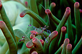 Anemonengarnele, Garnele, shrimp in anemone, Peric, Periclimenes tosaensis