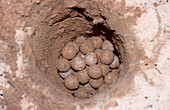 Schildkroeteneier, Eier, Nest, turtle egg, turtle e, turtle eggs, Chelonia mydas