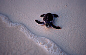Baby Green sea turtle, green turtle runs on the beach to the see, Chelonia mydas, Malaysia, Pazifik, Pacific ocean, Borneo, Sipadan
