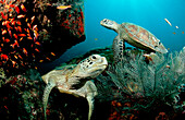 Zwei Suppenschildkroeten, Gruene Meeresschildkroeten, Gruene Meeresschildkroeten an Putzerstation, Two Green sea turtle, green turtles on a cleaner station, Chelonia mydas