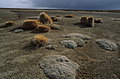 Rangipo Desert, Tongariro NP, Rangipo Dessert, volcanic landscape of lava and tussock grass, Tongariro National Park, North Island New Zealand, Lavawueste, World Heritage, Erbe der Menscheit