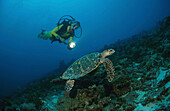 Female diver and turtle, Indian Ocean, Maldives Islands, Asia