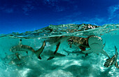 Blacktip reef shark, Carcharhinus melanopterus, Malaysia, Pazifik, Pacific ocean, Borneo, Lankayan