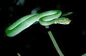 Wagler-Lanzenotter, Waglers Temple Viper, Tropidol, Tropidolaemus wagleri