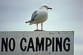 Seagull on no camping sign, Moeve sitzt am Verbotsschild