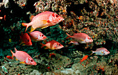 Grossdorn-Husarenfische, Longjawed squirrelfish, Sa, Sargocentron spiniferum