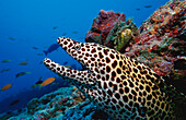Grosse Netzmuraene, Gymnothorax favagineus, Malediven, Indischer Ozean, Ari Atoll