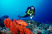 Taucher an Korallenriff mit Juwelenbarsch, Cephalopholis miniata, Malediven, Indischer Ozean, Meemu Atoll