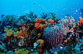 Korallenriff, Coral reef