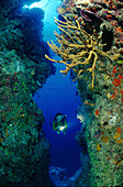 Taucher am Korallenriff, Karibisches Meer, Mexiko