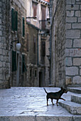 Alley, Old town, Sibenik Croatia