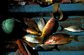 Fischer und Pelikane, Zihuatanejo, Guerrero, Mittelamerika Mexico