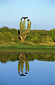 Geier auf einem Kaktus, Baja California Sur, Mexiko, Amerika