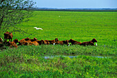 Rinder auf der Weide, Tabasco Mexico