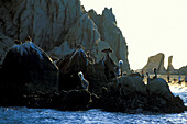 Pelikane am Cabo, Cabo San Lucas, Californoa Sur Mexico