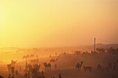 Kamelmarkt, Puschkar, Rajasthan Indien