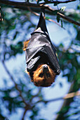 Flughund hängt an einem Ast, Casela Vogelpark, Mauritius, Afrika