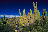 Cacti , Isla Catalan, Baja California Mexico