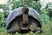 Galápagos giant tortoise, Testudo elephantopus, Galapagos Islands, Ecuador, South America
