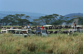 African Zebra, Jeep Safari, Serengeti NP Tanzania