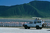 Flamingos am Magadisee, Jeep Safari, Ngorongoro Krater, Tansania