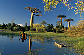 Affenbrotbäume in der Nähe von Morondava, Madagaskar