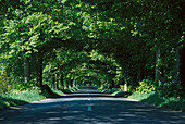 Avenue, German Parkway Route, Ruegen, Mecklenburg, Vorpommern, Germany