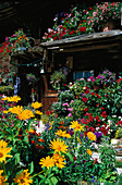 Blumen vor Bauernhaus, Valais, Schweiz