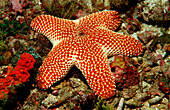 Seestern, Asteroidea, Indonesien, Indischer Ozean, Komodo National Park