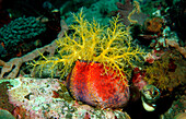 Sea cucumber, Holothuroidea, Indonesia, Komodo National Park, Indian Ocean