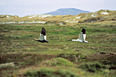 Pair of Upland Geese in flight, Falkland Islands, South America