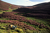 Heath blossom, Grampian Scotland