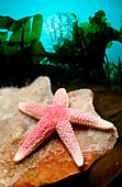 Seestern, Starfish, Asteroidea
