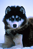 Husky lying in the snow, Sledge Dog, Churchill, Manitoba, Canada, America