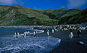 King- and Royal Penguins, Macquarie Island Australia