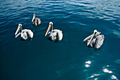 Sea pelican, Galapagos Ecuador