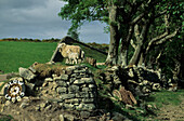 Sheep with lambs on stone wall Scotland, Great Britain