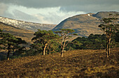 Caledonian pine trees, Glen Affric, Highlands, Scotland
