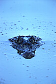 Caiman submerged in water, Caimaninae, Pantanal, Mato Grosso, Brazil, South America