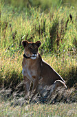 Lioness with radiocollar, Serengeti NP Tansania