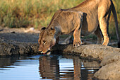 Löwin trinkt Wasser von einem Wasserloch, Serengeti Nationalpark, Tansania