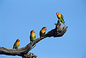 Vögel, Agapornis fischeri, Serengeti National Park, Tansania, Ostafrika
