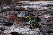 Lizard on a tree stump, Serengeti National Park,Tanzania