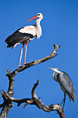 White Storks, Serengeti National Park, Tansania, East Africa