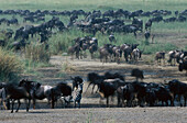 Migration, Zebras, Wildebeests, Serengeti NP Tansania