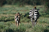 Zebra with Foal, Serengeti National Park, Tanzania, Africa
