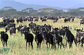 Wanderung der Gnus, Wildbeests, Serengeti Nationalpark, Tansania, Afrika