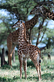 Giraffe with Cab, Serengeti NP Tansania