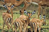 Impalas, Serengeti National Park, Tansania, East Africa