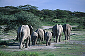 African Elephants, Serengeti NP Tansania